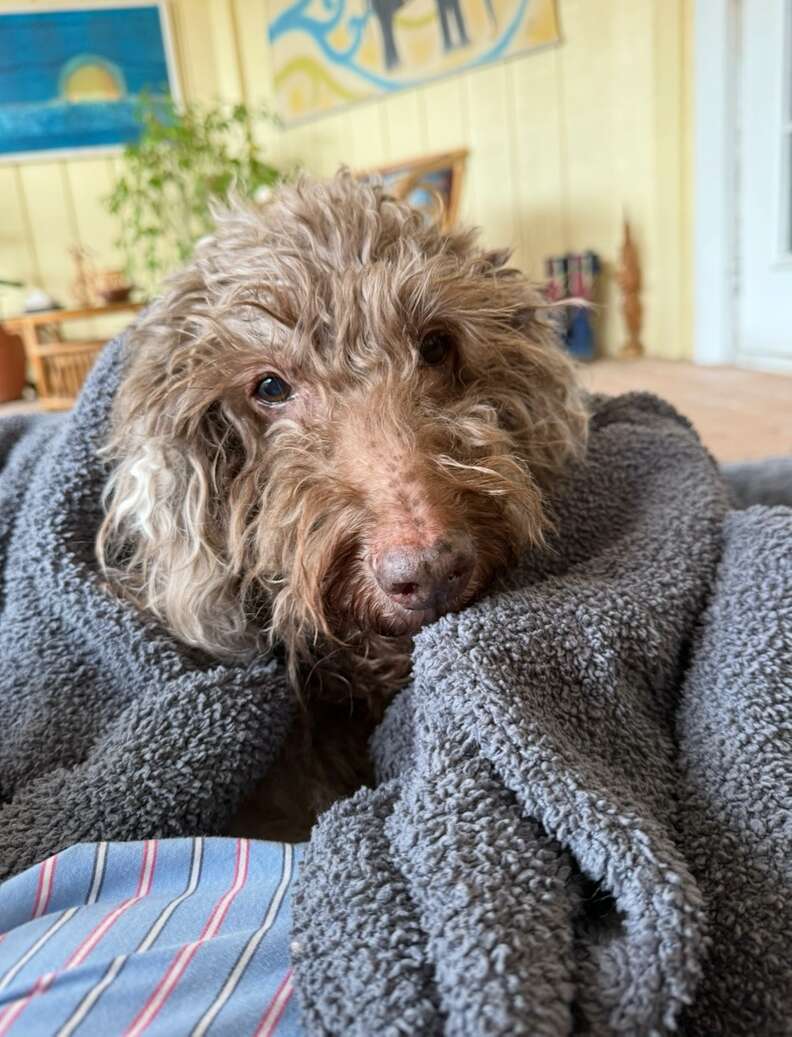 Senior poodle curled up in a blanket