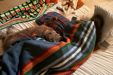 Senior dog and woman cuddle on the floor