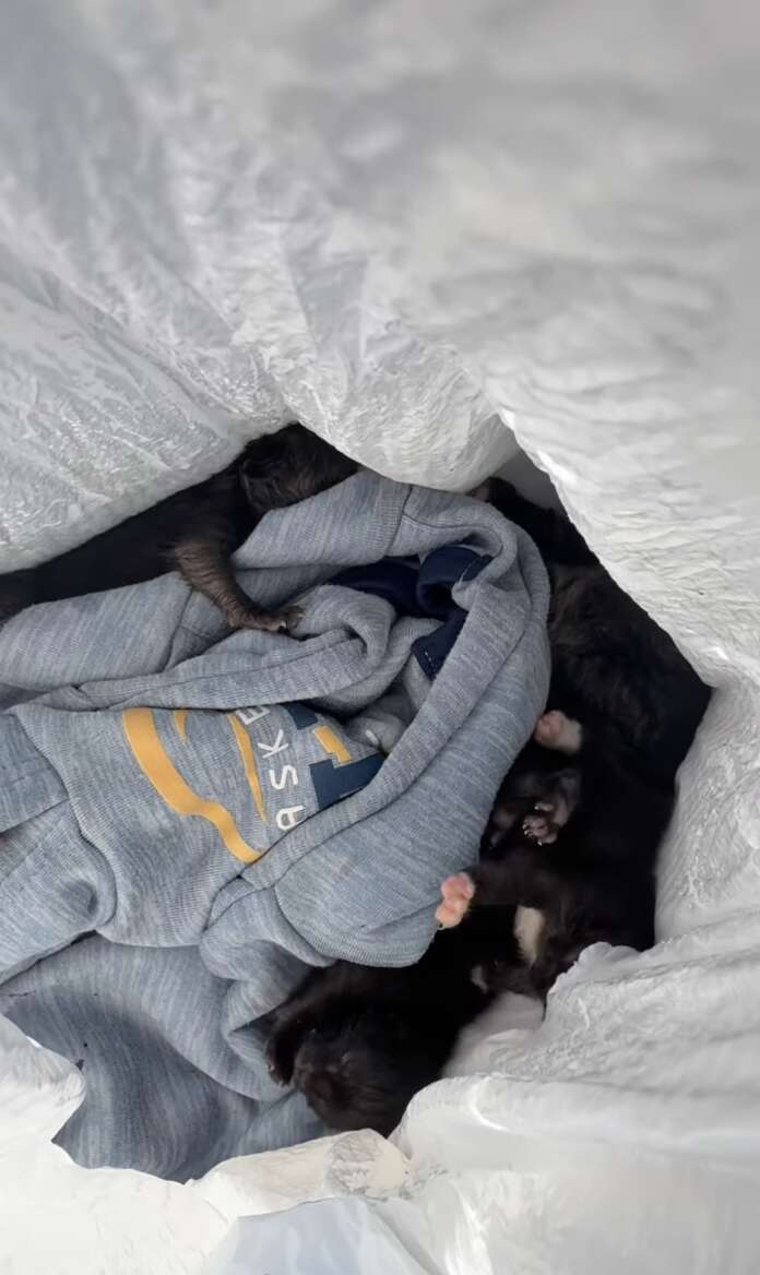 Trash bag with kittens inside