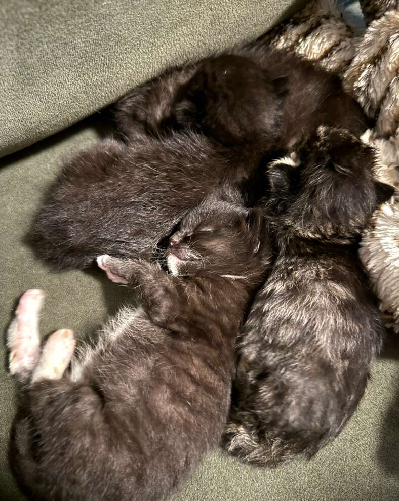 Kittens receiving care