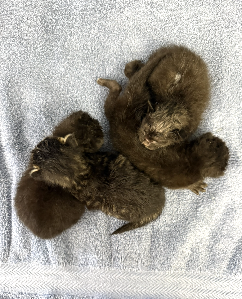 Four tiny kittens rescued from bag
