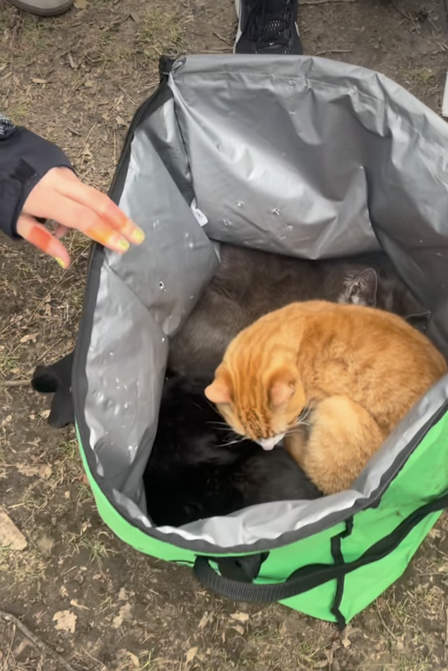 Uber Eats bag found with kittens inside