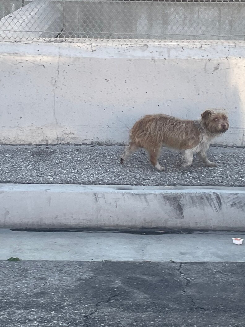 Stray Dog Spends A Month Searching For Her Family — And Finds The Life ...
