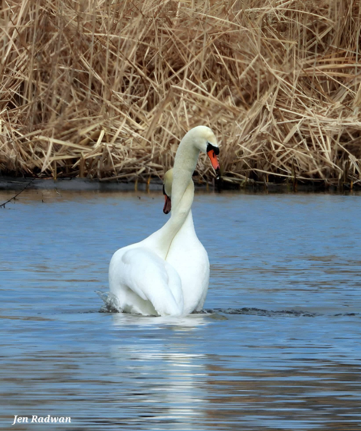 【新品未使用】WILD SWANS PONT Amazon.com: ZKSYLSM Ceramic Swan Figurine - Modern Minimalist Swan