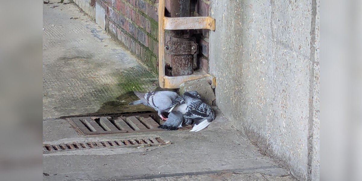 Employee Looks Out Window And Calls For Help After Seeing Birds 'Stuck ...
