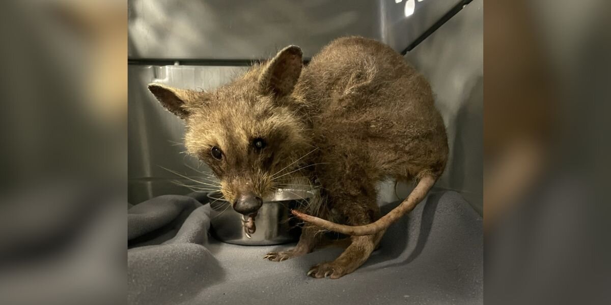 Rescuer Assumes They Saved A Sick 'Opossum' — Then The Truth Surprises Them - The Dodo