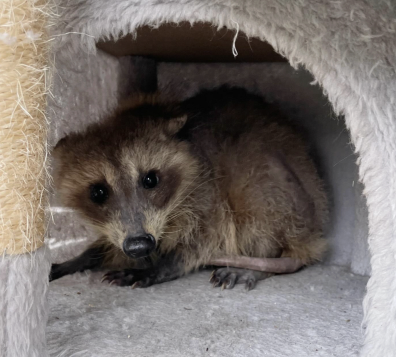 遊んでいるポッサム