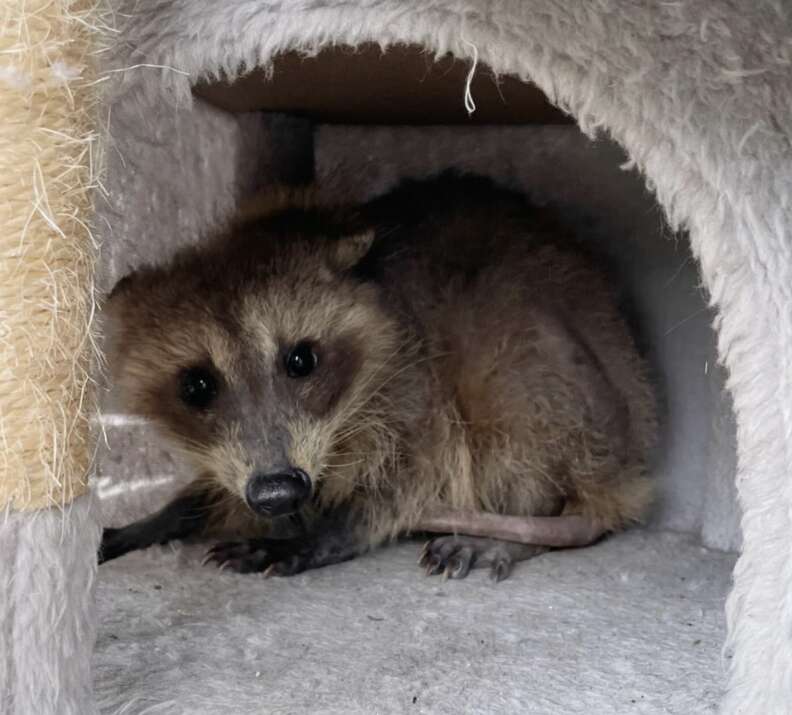 遊んでいるポッサム