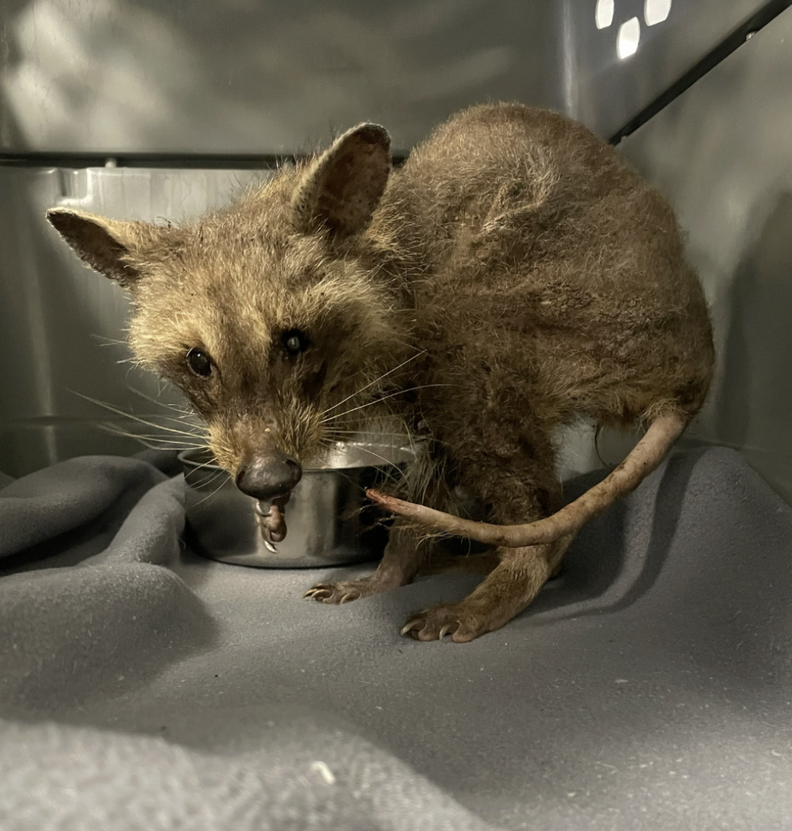病気のアライグマのポッサム
