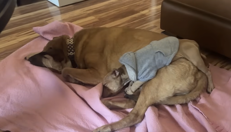 ドラムミーと新しい家族