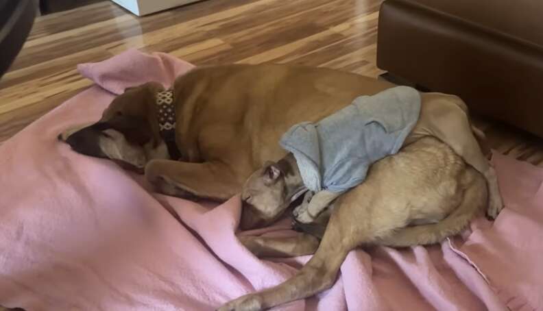 ドラムミーと新しい家族