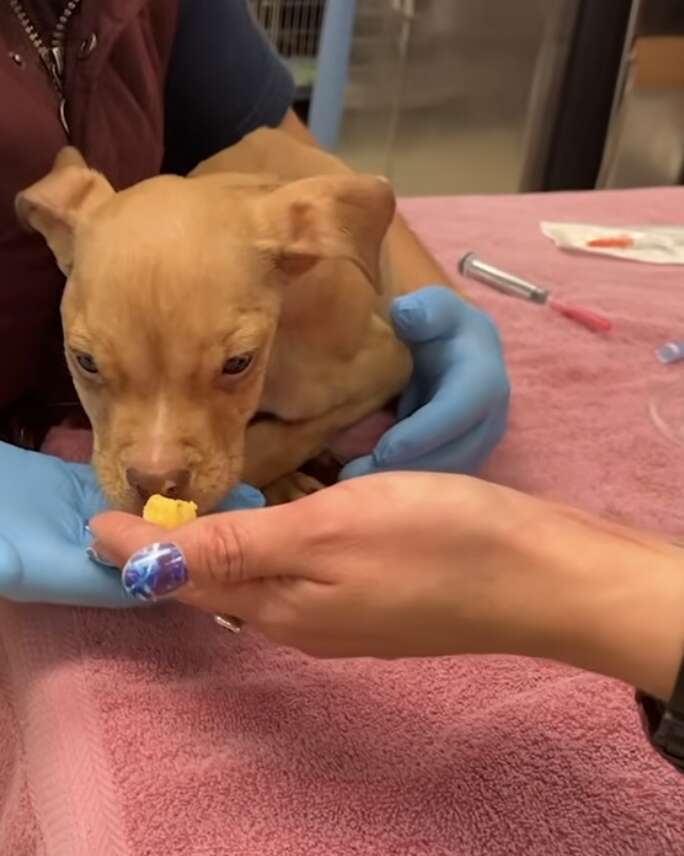 ドラムミーちゃん