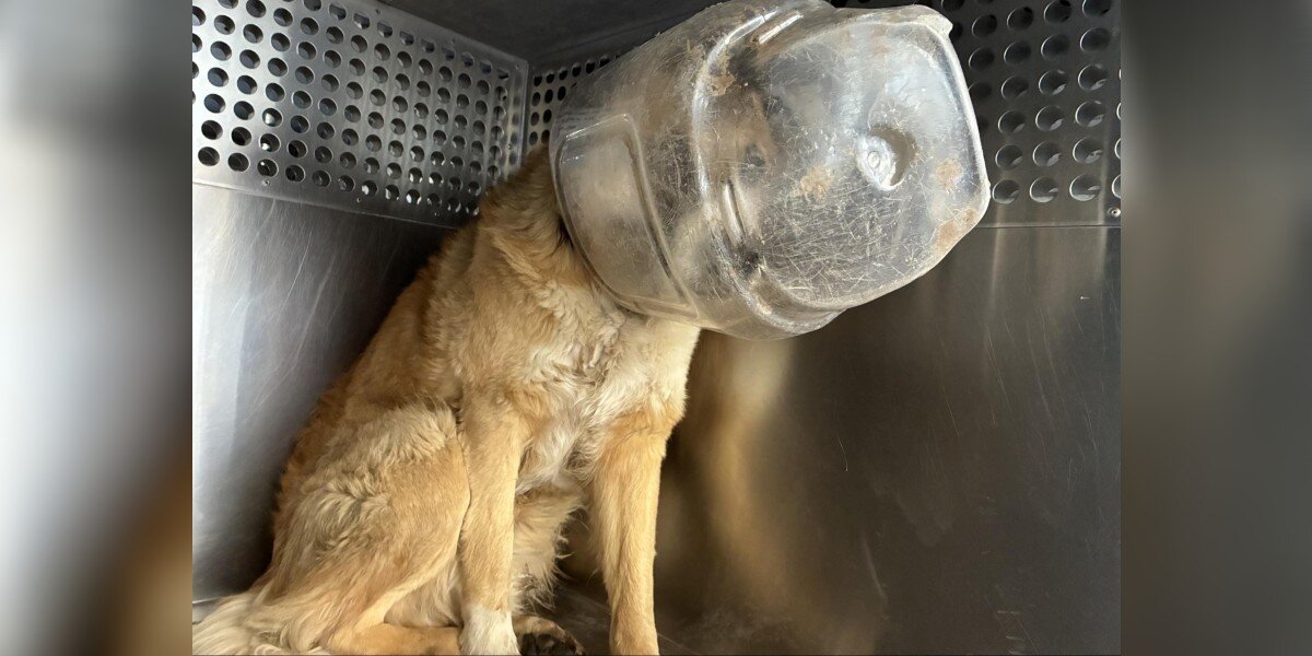 Dog Freed From Plastic Jug Immediately Asks For A Hug From His Rescuers