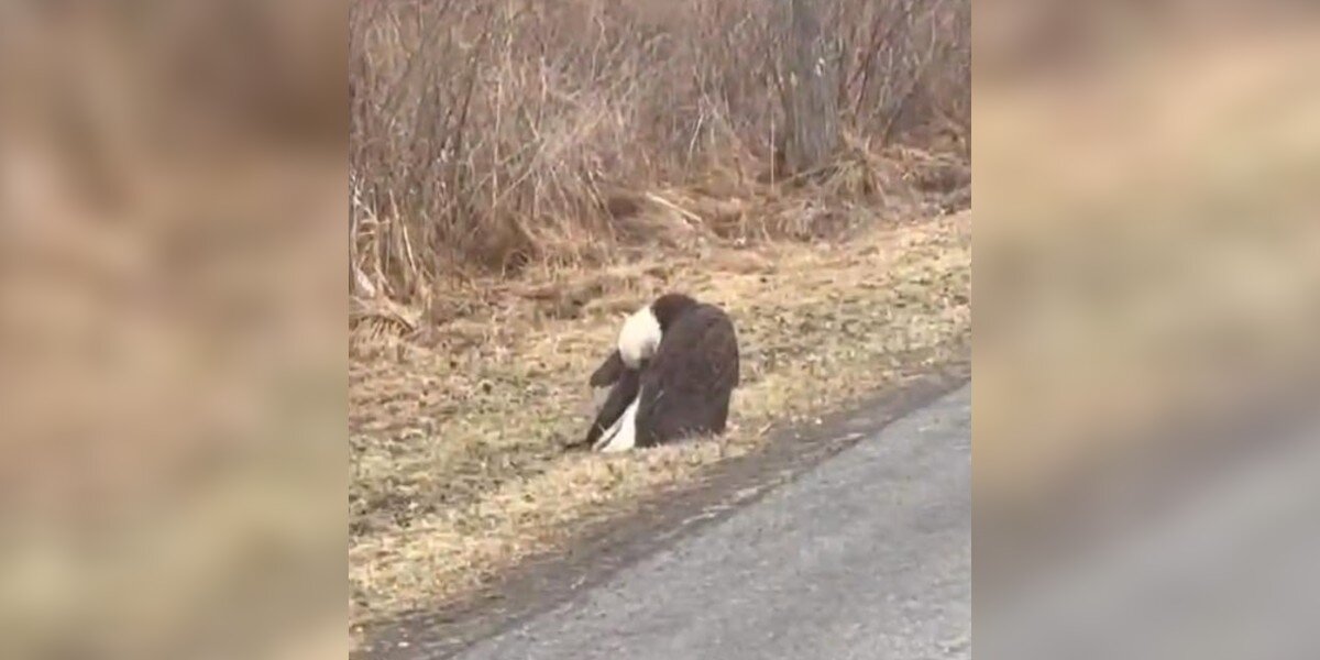 Driver Spots Majestic Animal ‘Sleeping’ By The Road — Then Realizes She’s In Trouble