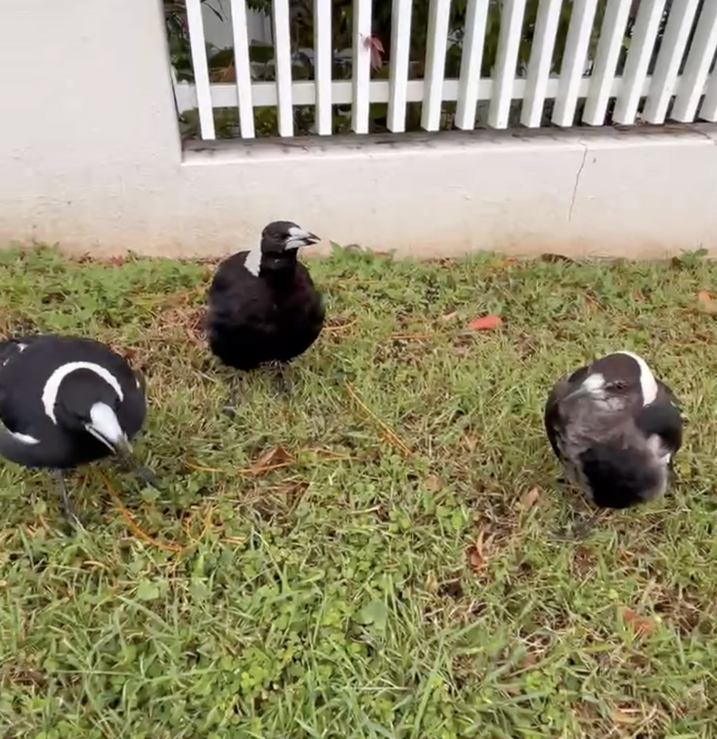 Every Day She Leaves Home, This Crooked-Beaked Magpie Runs To Sing Her ...