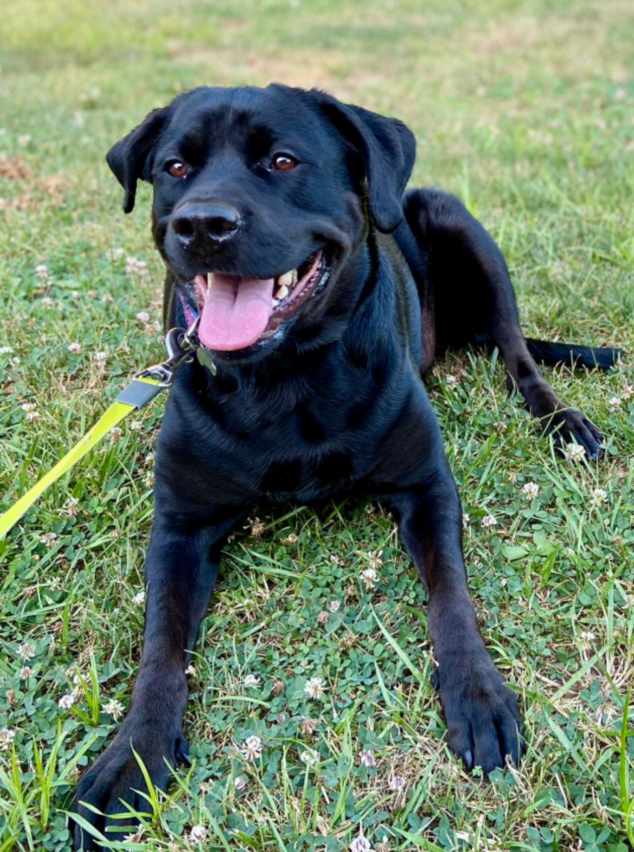 Labrador Desperate For Affection Returned To Shelter For Being 'Too Big ...