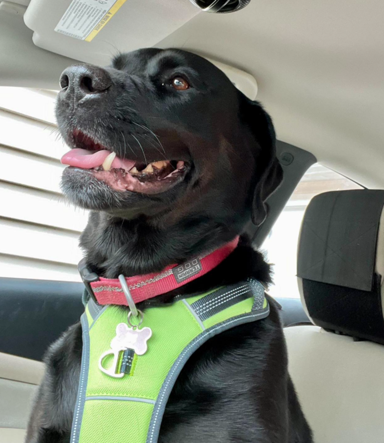 Labrador Desperate For Affection Returned To Shelter For Being 'Too Big ...