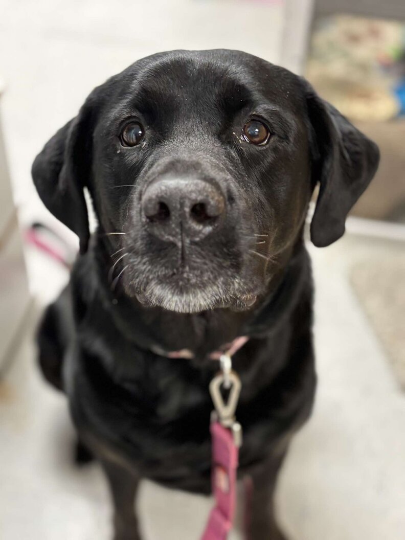 Labrador Desperate For Affection Returned To Shelter For Being 'Too Big ...