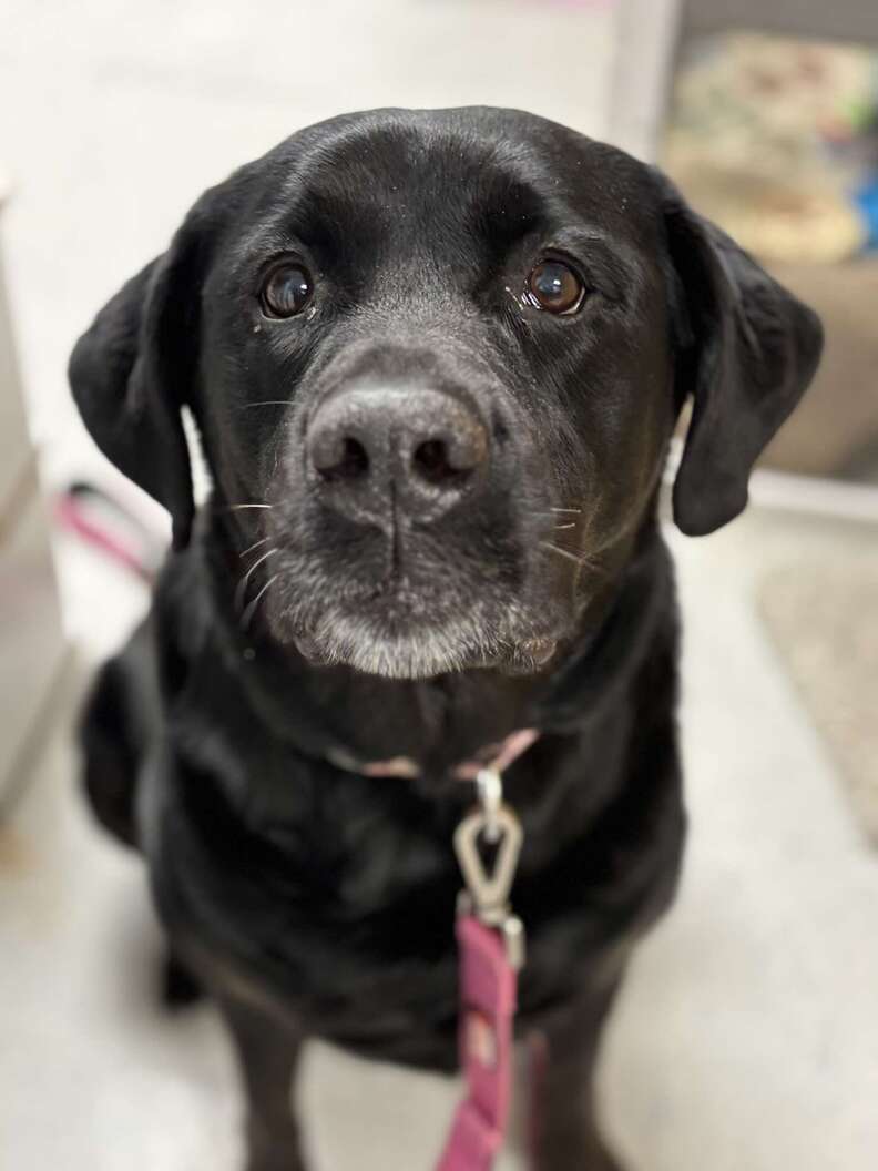 Labrador Desperate For Affection Returned To Shelter For Being 'Too Big ...