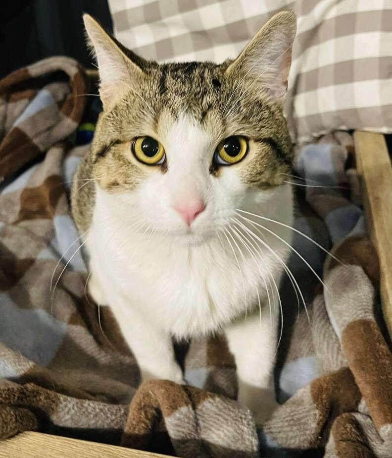 brown and white cat on blanket