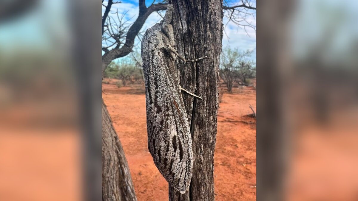 Scientist In The Australian Bush Stumbles Upon Biggest Moth He's Ever Seen