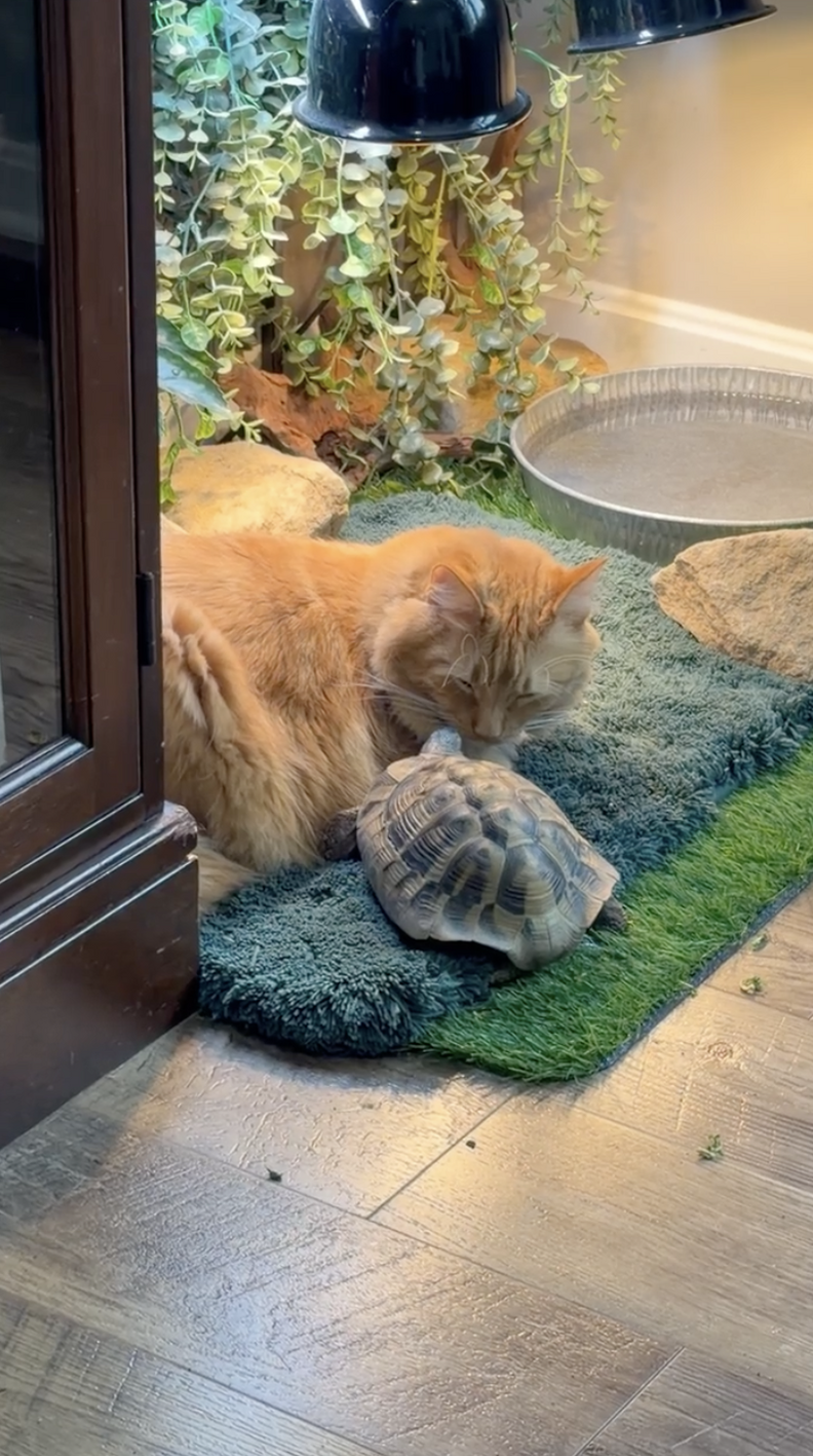 ネリーとオレンジの子猫