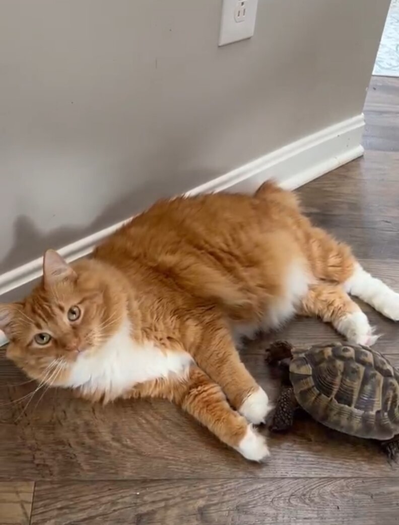 ネリーと小さなオレンジの兄弟