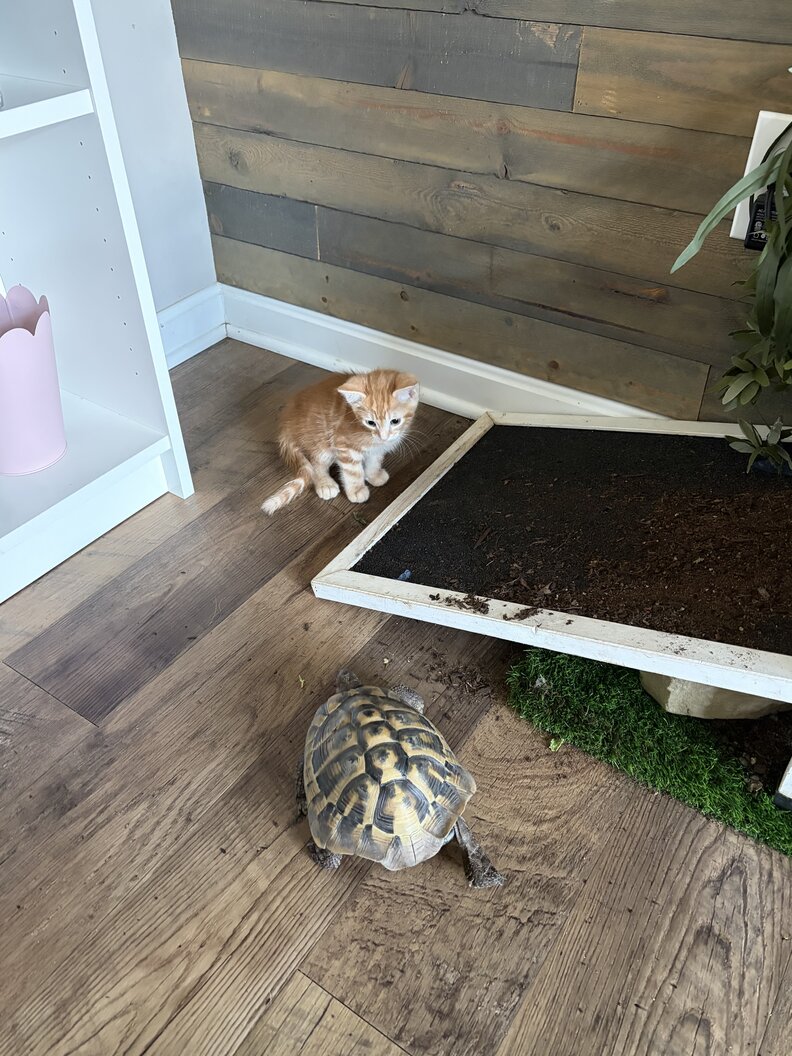 ネリーとバート