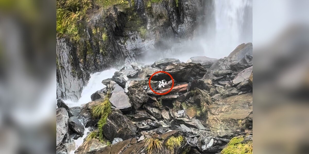 Loyal Dog Rescued After Waiting a Week for Injured Hiker in New Zealand