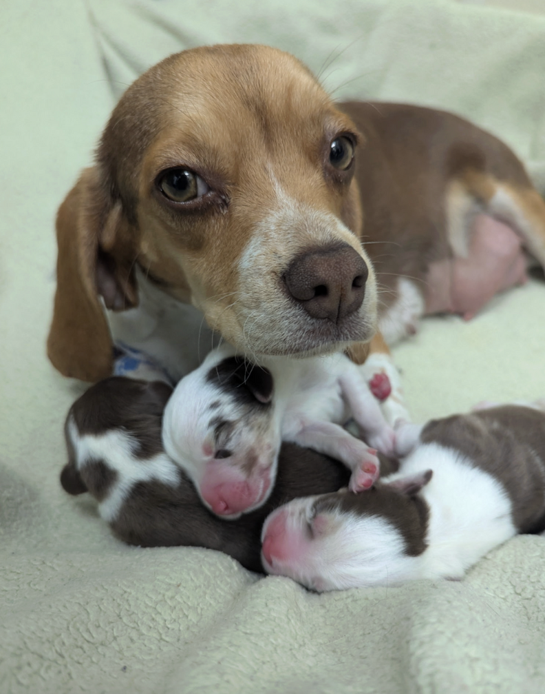 ウィニーと子犬たち