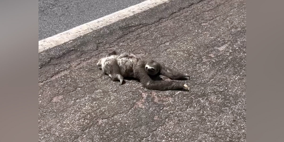Family Pulls Over To Help Sloth On The Road — Then They Realize She's ...