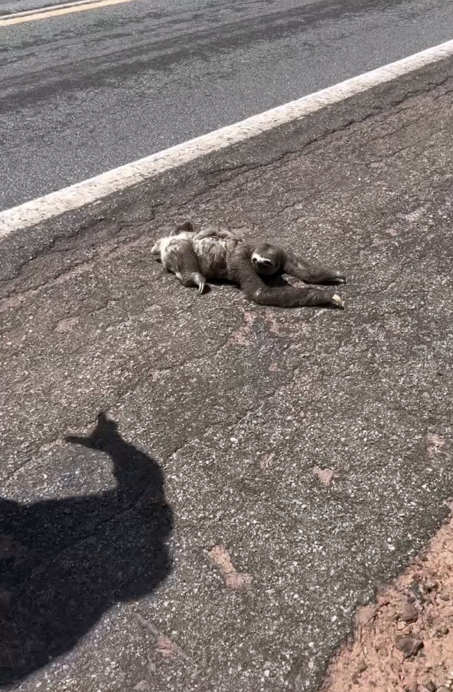 Family Pulls Over To Help Sloth On The Road — Then They Realize She's ...