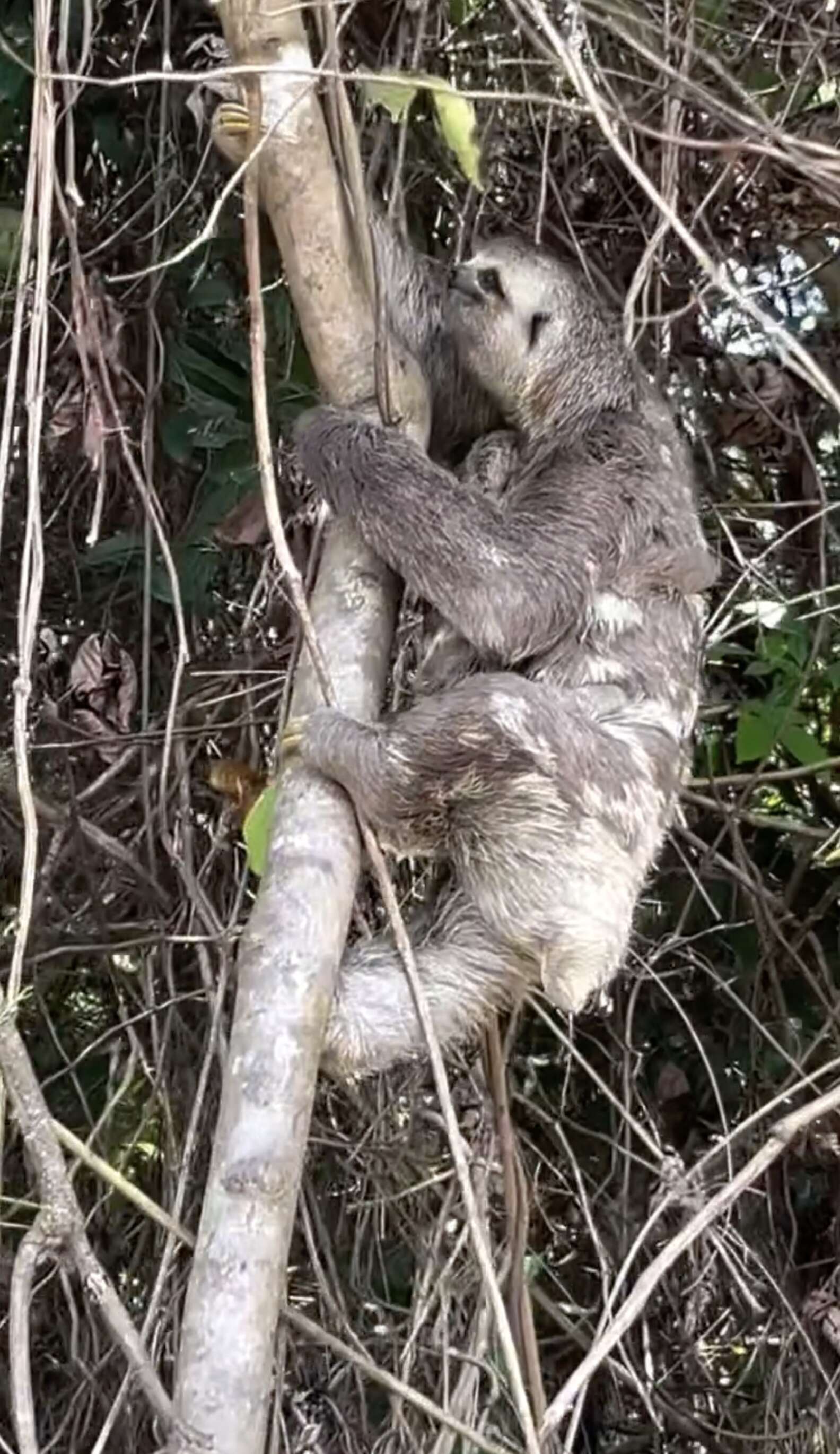 Family Pulls Over To Help Sloth On The Road — Then They Realize She's ...