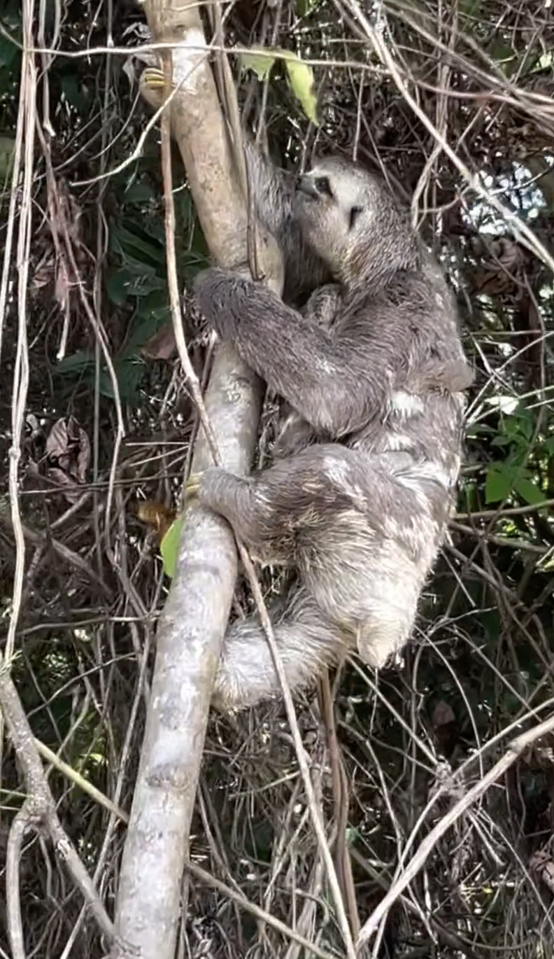 Sloth mother and her baby safely in a tree