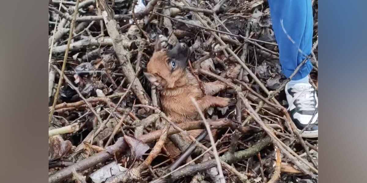 Abandoned Puppy Tangled In Twigs Cries Out — Too Scared To Move - The Dodo