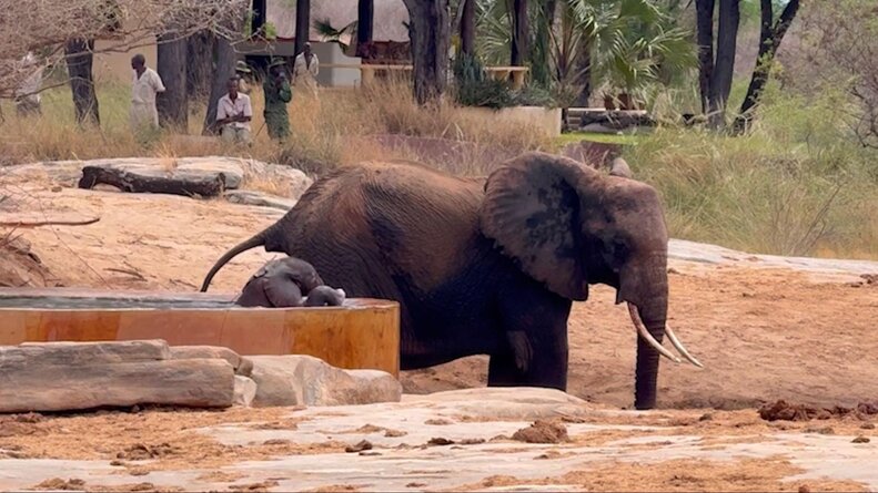 母ゾウが赤ちゃんゾウの水たまりでの様子