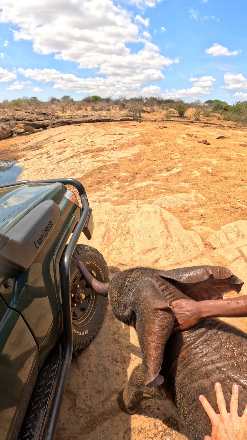 救助者たちが赤ちゃんゾウを引き上げる