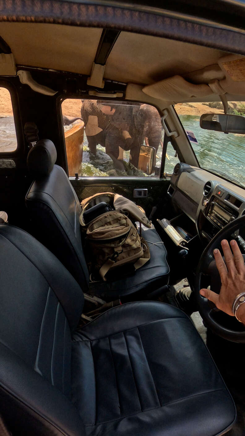 母ゾウと赤ちゃんゾウが一緒になる