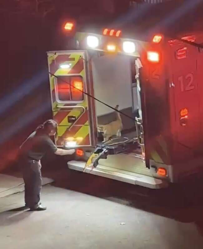 Walter the cat having entered the ambulance interior