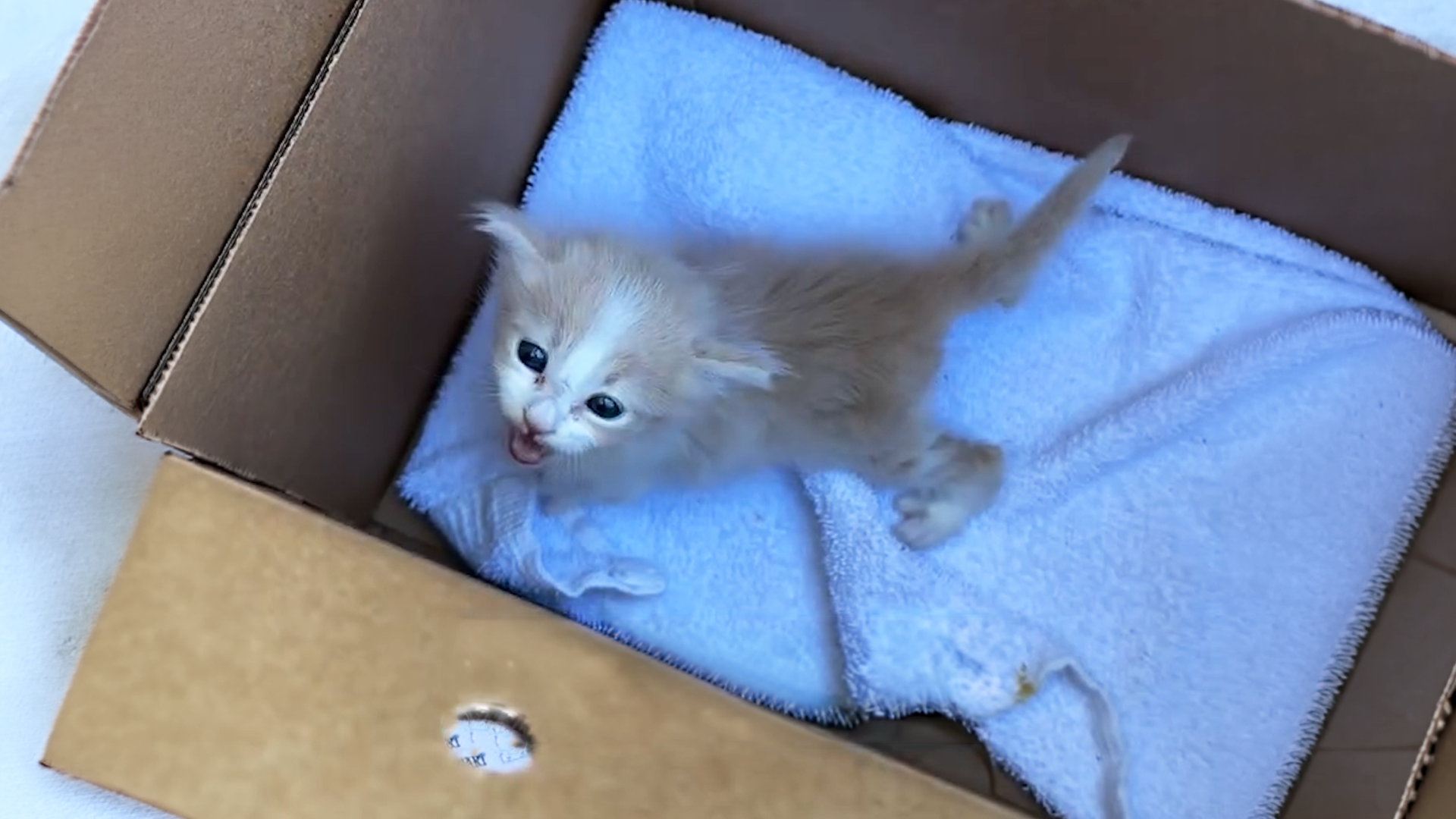 Every Box She Opens At The Shelter Has A Surprise Inside - Videos
