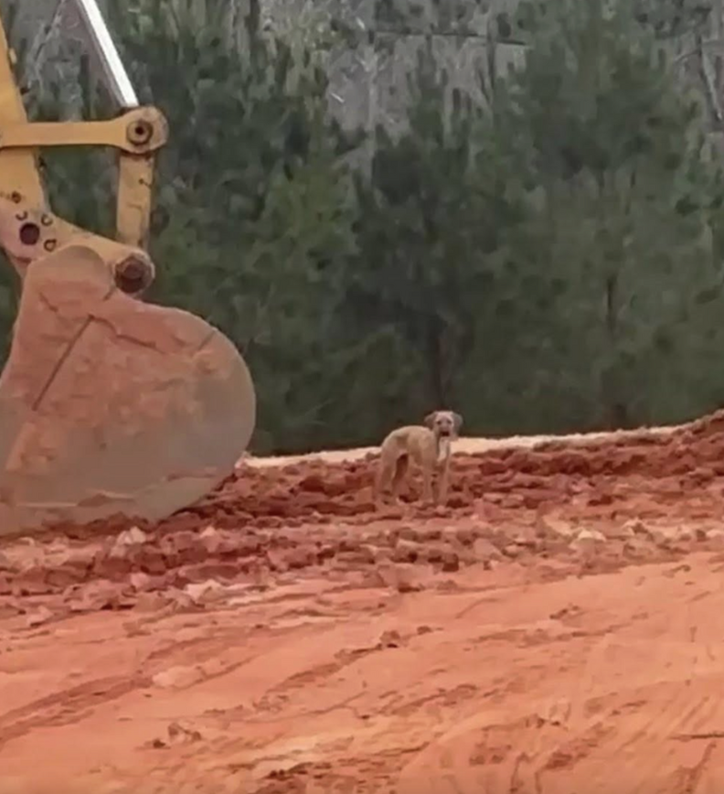 dog on construction site
