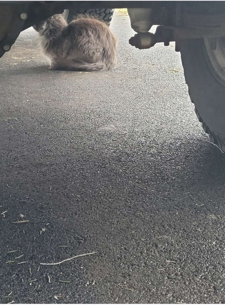 A kitten peeking from the Jeep roof