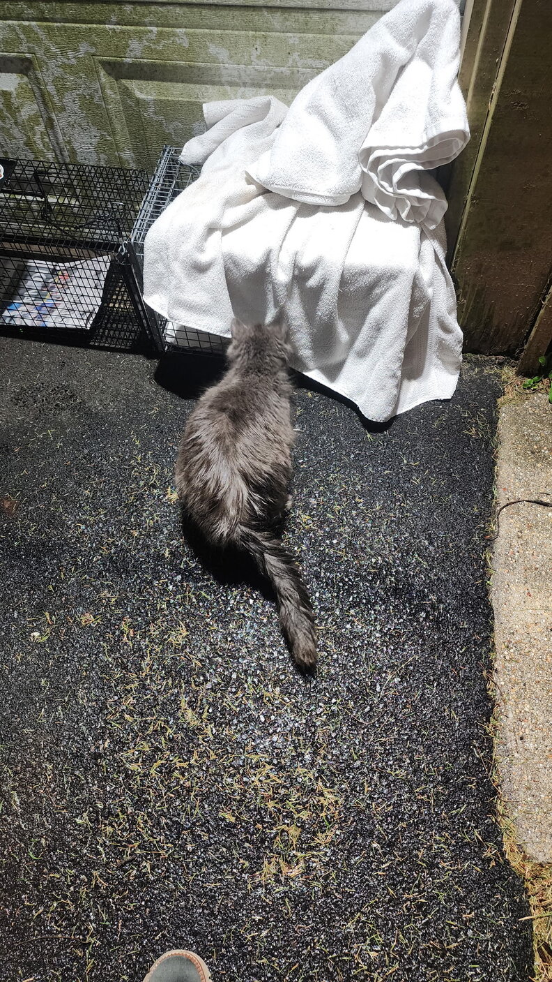 Mother cat watching over her kittens