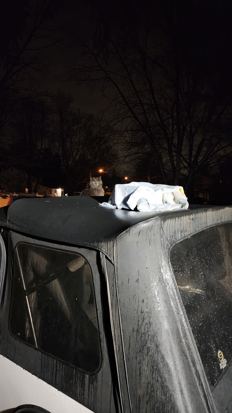 Newborn kittens found on the Jeep roof
