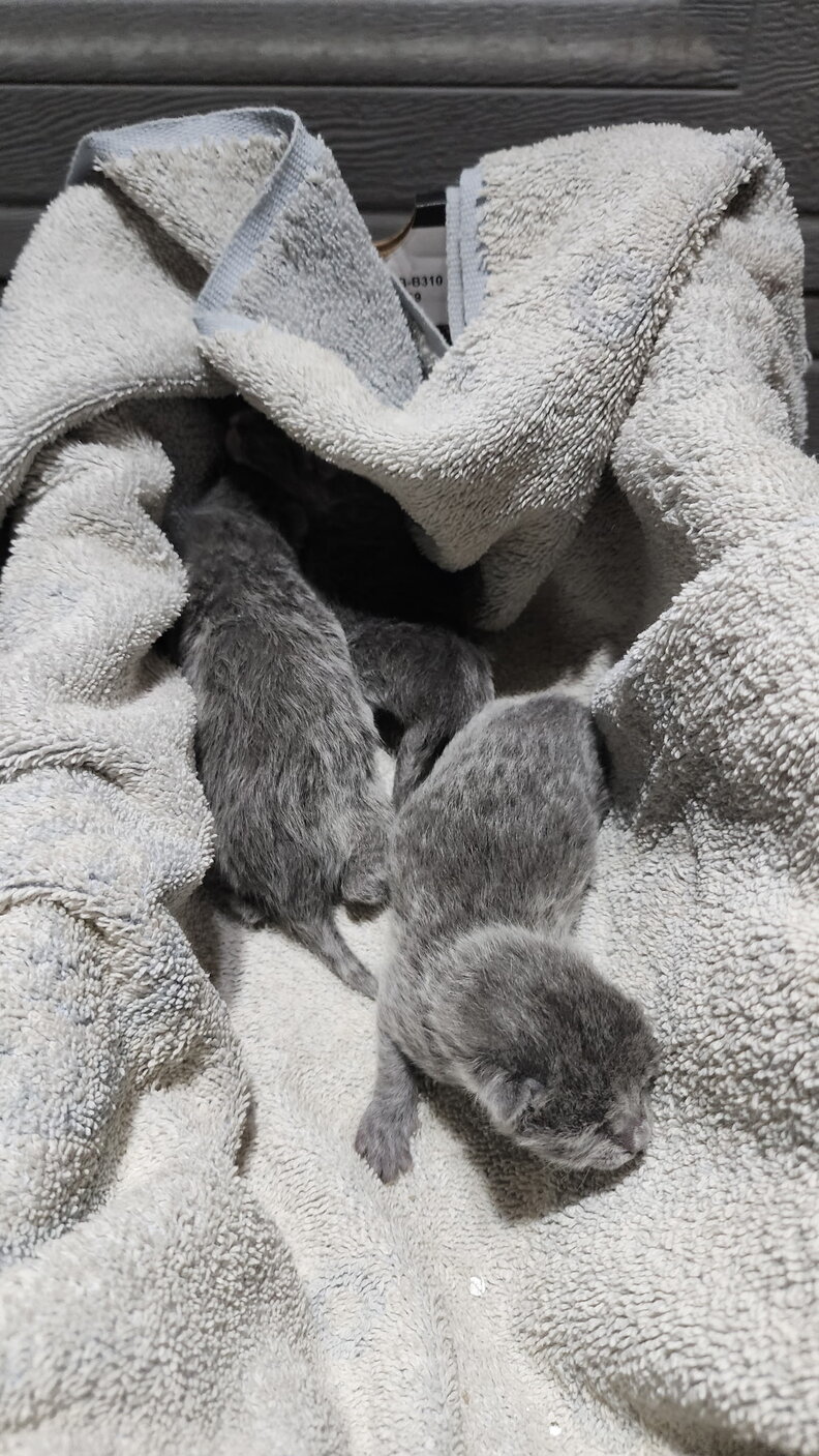 Lumen with her kittens in foster care