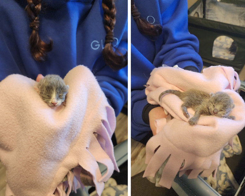 Nadler setting up a trap