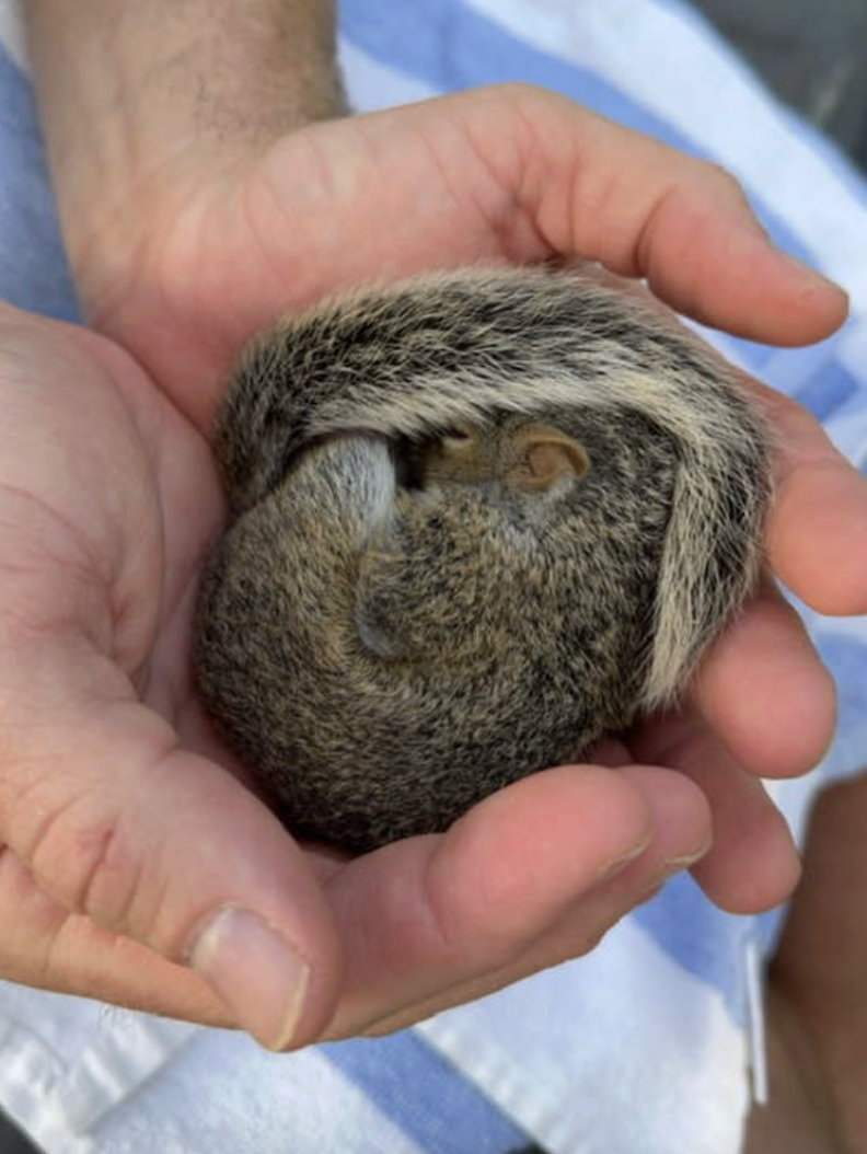 人の手に丸まっているリス