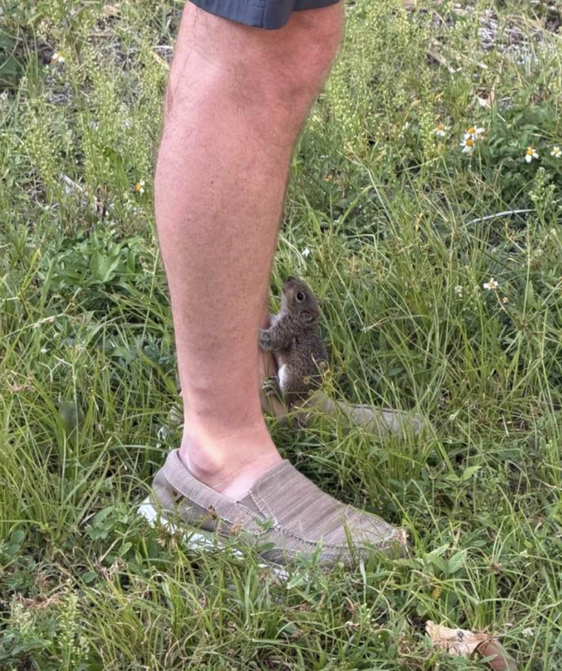 リスが人の足に抱きついている様子