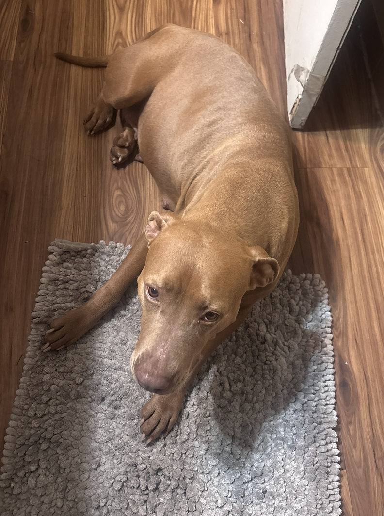 A pregnant pit bull laying on the floor, resting.