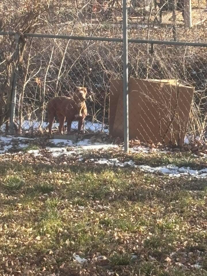 Brown pit bull dog standing behind a chain-link fence near a cardboard box outdoors.